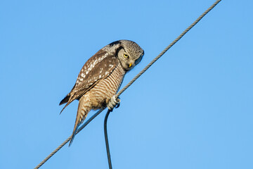 Northern hawk owl