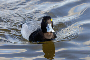  Lesser Scaup duck