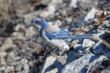 California Scrub-Jay
