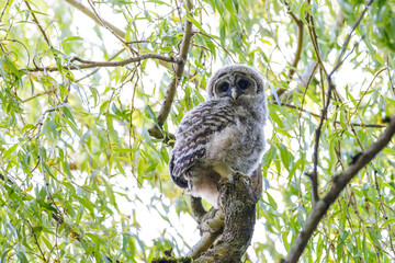 Fototapeta premium Barred Owlet
