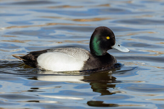  Lesser Scaup duck