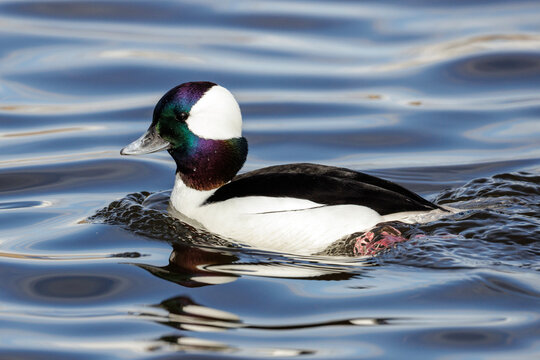 Bufflehead duck