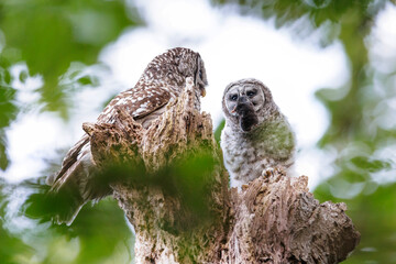 Barred Owl