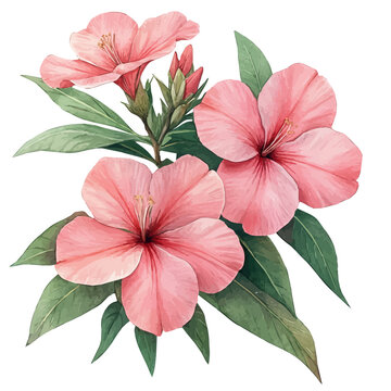 Oleander Flower, colorful watercolor painting with bold outlines, isolated on a white background.