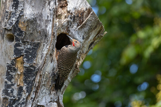 Northern flicker bird