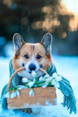 A cute corgi dog in a warm scarf carries a festive basket of snowdrops in his mouth in a winter sunny garden