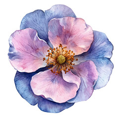 Naklejka premium Moss Rose Flower, colorful watercolor painting with bold outlines, isolated on a white background.