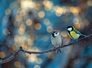 Two funny birds tit and sparrow sitting on a branch in a winter Christmas garden against the background of shiny holiday lights © nataba