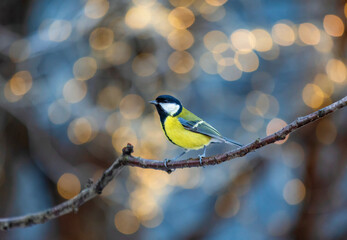 A tit bird sits on a branch in a winter Christmas garden against a background of shiny holiday lights © nataba