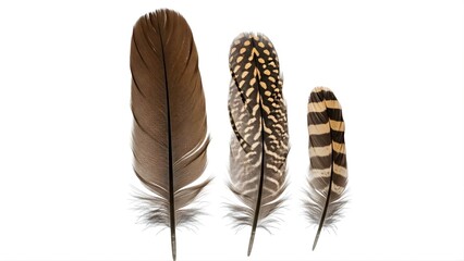 Natural bird feathers collection texture isolated on white background