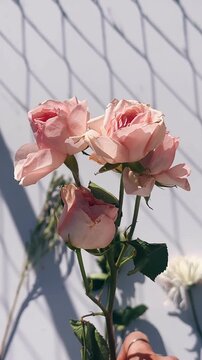 A small cluster of blush pink roses with layered petals and green stems, softly lit against a light background for a calm and romantic feel.