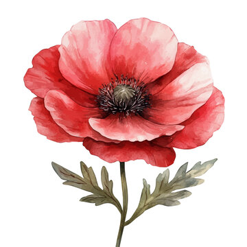 Papaver Flower, watercolor illustration featuring soft shadows and luminous, isolated on a white background.