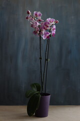 A serene and captivating botanical scene featuring the elegant orchid tree in full bloom, showcasing its delicate, vibrant flowers against a lush natural backdrop. 