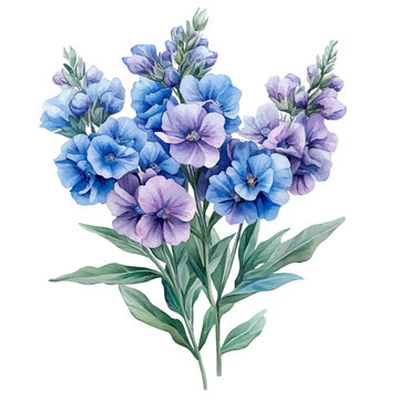 Matthiola Flower, watercolor artwork with intricate patterns and vibrant, isolated on a white background.