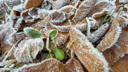 Frost accumulation on autumn leaves, the change of seasons and their texture.