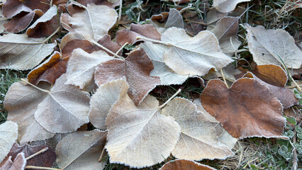 Frost accumulation on autumn leaves, the change of seasons and their texture.