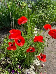 Blooming papaver orientale with large wavy red petals on long stems in a summer garden. Flower background