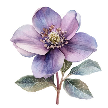 Hellebore Flower, watercolor vector depicting playful antics, isolated on a white background.