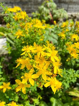 Blooming hypericum perforatum with lots of cute yellow flowers in a summer garden. Flower background