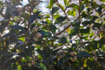 生命感あふれる椿の蕾 マクロ撮影