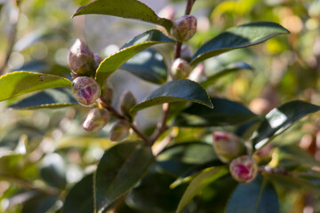 朝日を受けて輝く椿の蕾 クローズアップ