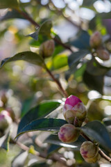 春を待つ椿のつぼみと柔らかな玉ボケ