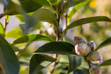 春を待つ椿のつぼみと柔らかな玉ボケ