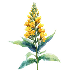 Goldenrod Flower, watercolor vector depicting playful antics, isolated on a white background.