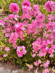 Obraz premium Blooming Malva moschata with lots of beautiful pink flowers in the summer garden.Pink musk mallow. Flower background