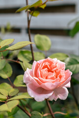 Pink rose in the garden, close up. Natural floral background.