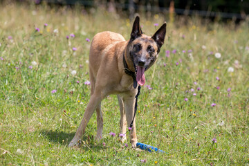 Sch&auml;ferhund spielt mit Hundeleine 