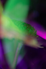 abstract polar lights