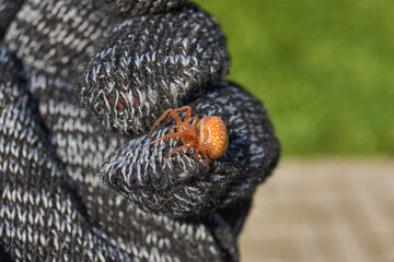 Macro photograph of cross spider (Araneus alsine) with a bright orange abdomen and white spots sitting on a knitted glove. Detailed spider close-up with blurred garden background.