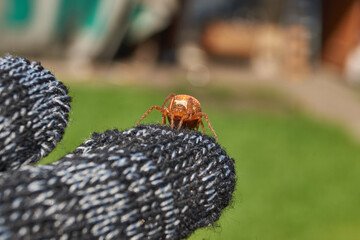 Macro photograph of cross spider (Araneus alsine) with a bright orange abdomen and white spots sitting on a knitted glove. Detailed spider close-up with blurred garden background.