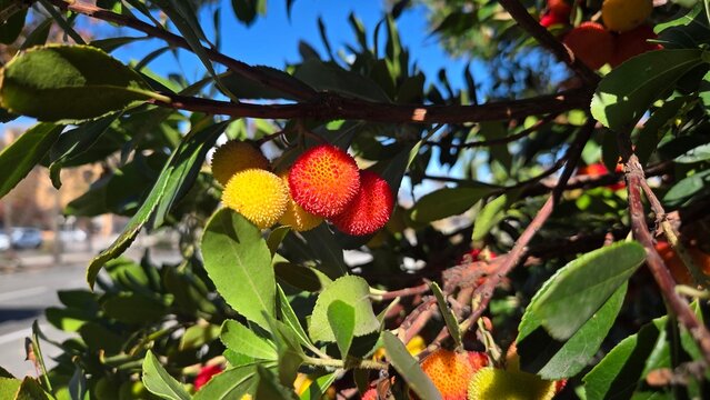 Arbutus unedo fruit cluster on tree branch in sunlight. Arbutus unedo, strawberry tree, madrone, strawberry berries