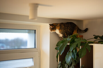 Curious domestic calico cat walking up kitchen wall cabinet under ceiling, kitty checking out lush house plants lying over shelves. Naughty kitty playing hide and seek, sitting on wall shelf. © DimaBerlin