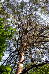 Bottom view of the branches of a pine tree in the forest.