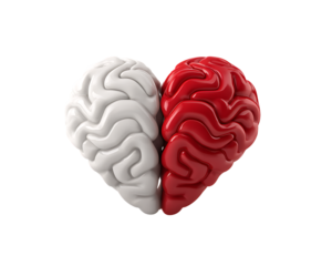 Two brains divided white and red isolated on a transparent background heart shape