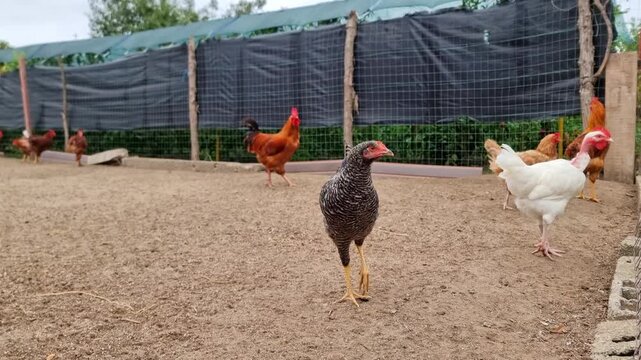 Chickens feeding on a free-range bio poultry farm, hens on a traditional rural barnyard in countryside, agricultural industry, 4K