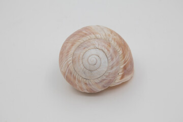 Seashell Isolated on White Background