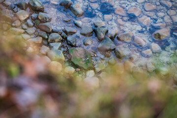 Estonian Baltic Sea Coastline close-up: Wet, smooth beach stones and pebbles beneath clear, shallow water with blurred coastal vegetation foreground.