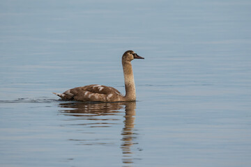 A young, light brown Mute Swan cygnet with a long neck gracefully swims on the calm, blue-grey surface of a tranquil lake with reflections.
