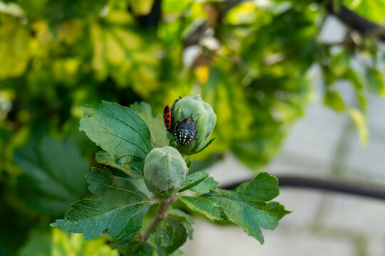 Gr&uuml;ne Reis-Wanze im Nymphenstadium und Feuerwanze auf Knospen von Hibiskus
