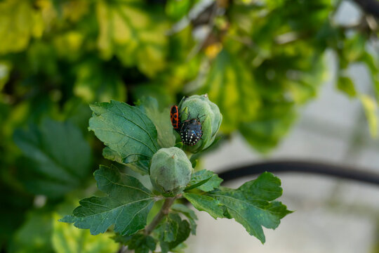 Gr&uuml;ne Reis-Wanze im Nymphenstadium und Feuerwanze auf Knospen von Hibiskus