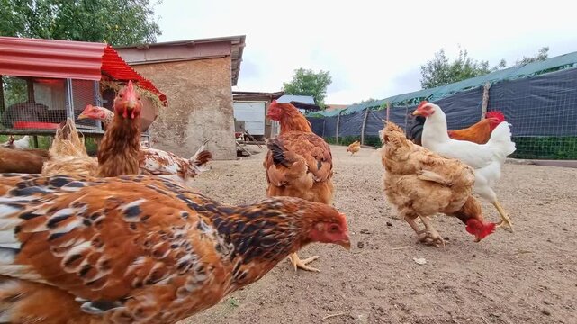 Hens and roosters on a traditional rural barnyard in eco farm. Free range poultry farming in countryside, agricultural industry, 4K