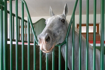 Hungary. Radpusta Manor is a popular tourist destination, home to an equestrian center.