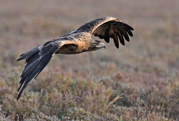 Spanish Imperial Eagle in low flight
