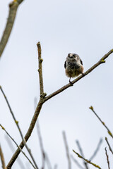 Long-tailed Tit (Aegithalos caudatus) - Common in woodland parks and gardens across Europe