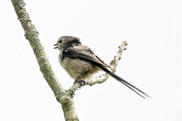 Long-tailed Tit (Aegithalos caudatus) - Common in woodland parks and gardens across Europe © fluffandshutter