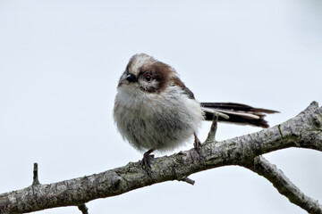 Long-tailed Tit (Aegithalos caudatus) - Common in woodland parks and gardens across Europe © fluffandshutter